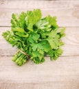 Fresh homemade herbs from the parsley garden. Selective focus.