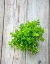 Fresh homemade herbs from the parsley garden. Selective focus.