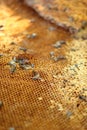 Fresh honey in the comb - background Royalty Free Stock Photo