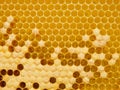 Fresh Honey In Comb. Beewax comb structure abstract pattern. Yellow Honey cells texture background Royalty Free Stock Photo