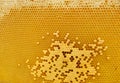 Fresh Honey In Comb. Beewax comb structure abstract pattern. Yellow Honey cells texture background Royalty Free Stock Photo