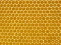 Fresh Honey In Comb. Beewax comb structure abstract pattern. Yellow Honey cells texture background Royalty Free Stock Photo