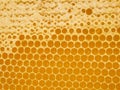 Fresh Honey In Comb. Beewax comb structure abstract pattern. Yellow Honey cells texture background Royalty Free Stock Photo