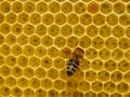 Fresh Honey In Comb. Close up of bees in a beehive on honeycomb. Yellow Honey cells texture background Royalty Free Stock Photo