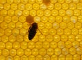 Fresh Honey In Comb. Close up of bees in a beehive on honeycomb. Yellow Honey cells texture background Royalty Free Stock Photo