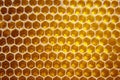 Fresh honey in a comb on the light close-up. vitamin natural food. texture and background Royalty Free Stock Photo