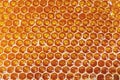 Fresh honey comb. Royalty Free Stock Photo