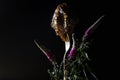 Fresh honey comb and summer flowers Royalty Free Stock Photo