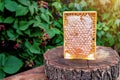 Fresh honey frame, sweet and healthy honeycombs