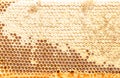 Fresh honeycomb textured background