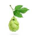 Fresh hop cone with leaf close up isolated on white background Royalty Free Stock Photo