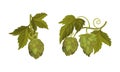 Fresh hop with cones set. Organic natural malt ingredient for alcohol drinks production vector illustration