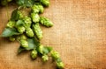 Fresh hop with leaves and cones close up on burlap background Royalty Free Stock Photo