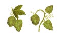 Fresh hop plant with cones and green leaves set. Natural malt ingredient for alcohol drinks production vector