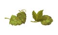Fresh hop plant with cones and green leaves set. Organic natural malt ingredient for alcohol drinks production vector