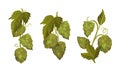 Fresh hop plant with cones set. Natural malt ingredient for alcohol drinks production vector illustration