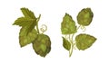 Fresh hop plants with ripe cones and green leaves. Organic natural malt ingredient for brewery products vector