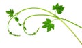 Fresh hop tendrils with young leaves. Isolated. Spring. Medicinal plants. Brewing. Ingredients. Royalty Free Stock Photo