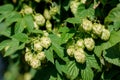 Fresh hops Royalty Free Stock Photo