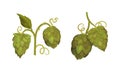 Fresh hops set Organic natural malt ingredient for brewery products vector illustration