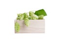 Fresh hops in a wooden box on a white background Royalty Free Stock Photo