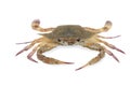 Fresh horse crab isolated on white background with clipping path Royalty Free Stock Photo