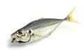 Fresh horse mackerel Royalty Free Stock Photo