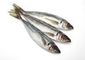 FRESH HORSE MACKEREL AGAINST WHITE BACKGROUND Royalty Free Stock Photo