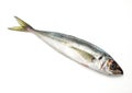 FRESH HORSE MACKEREL AGAINST WHITE BACKGROUND Royalty Free Stock Photo