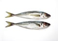 FRESH HORSE MACKEREL AGAINST WHITE BACKGROUND Royalty Free Stock Photo