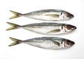 FRESH HORSE MACKEREL AGAINST WHITE BACKGROUND Royalty Free Stock Photo