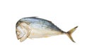 Fresh horse mackerel fish isolated on white background Royalty Free Stock Photo