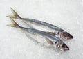 Fresh Horse Mackerel, trachurus trachurus on Ice Royalty Free Stock Photo