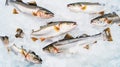Fresh Horse Mackerel, trachurus on Ice. Seafood background. Generative AI Royalty Free Stock Photo