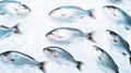 Fresh Horse Mackerel, trachurus on Ice. Seafood background. Generative AI Royalty Free Stock Photo