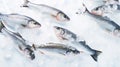 Fresh Horse Mackerel, trachurus on Ice. Seafood background. Generative AI Royalty Free Stock Photo