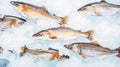 Fresh Horse Mackerel, trachurus on Ice. Seafood background. Generative AI Royalty Free Stock Photo