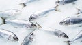 Fresh Horse Mackerel, trachurus on Ice. Seafood background. Generative AI Royalty Free Stock Photo