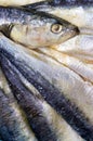 Fresh horse mackerels Royalty Free Stock Photo