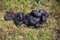 Fresh horse manure on green grass rural scene