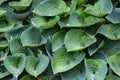 Fresh hosta leaves