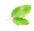 The fresh hot basil leaf on white background Royalty Free Stock Photo