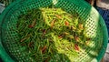 Fresh hot pepper at the street market, Thailand Royalty Free Stock Photo