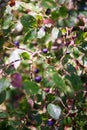 Fresh huckleberries on the plant
