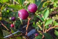 Fresh huckleberries on the plant