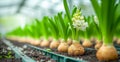 Fresh hyacinth bulbs sprouting vibrant green leaves in soft sunlight