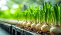 Fresh hyacinth bulbs sprouting vibrant green leaves in soft sunlight