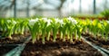 Fresh hyacinth bulbs sprouting vibrant green leaves in soft sunlight