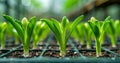 Fresh hyacinth bulbs sprouting vibrant green leaves in soft sunlight