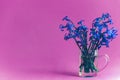 Fresh hyacinth flowers in a small glass, isolated on pink color background with copy space Royalty Free Stock Photo